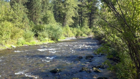 Elk Flat Trail #3241