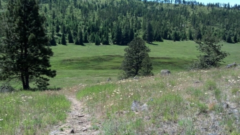 Bushnell Meadow