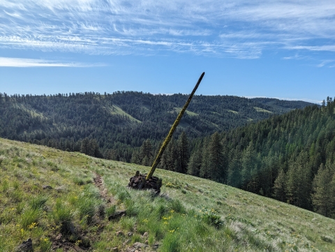 Old communication line pole just off the trail. 