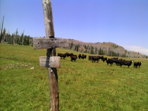 The trailhead sign to look below the meadow. Sugarloaf Mountain in the background.