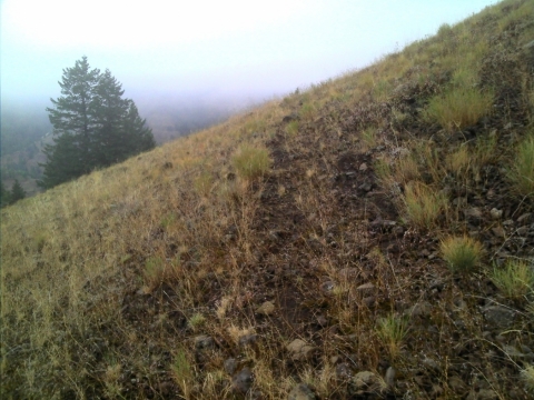 Shimmiehorn Trail