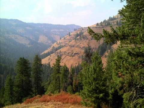 Crazyman Trail