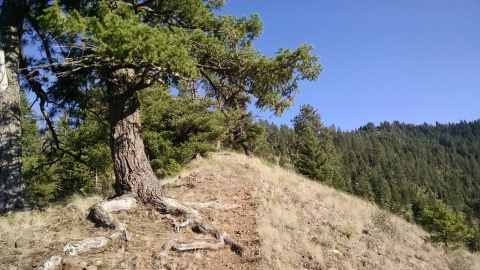 An awesome ageless tree. 