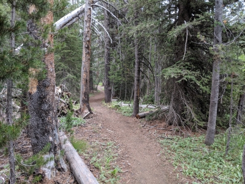 A nice flattish trail much of the way early on. 