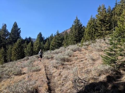 Sagebrush and white bark. 