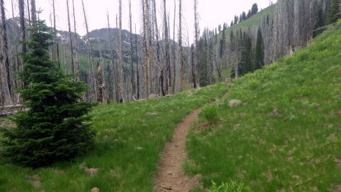 Norway Trail to Blue Creek Saddle - Cornucopia, Oregon