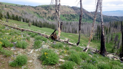 The beginning of the East Fork Trail at the top end. 