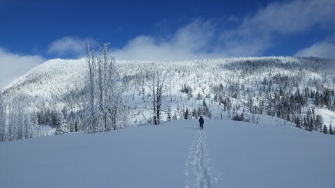 Trout Creek Burn Backcountry Skiing