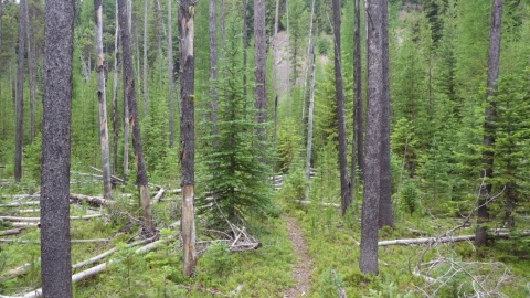 Typical scene of the trail, with stunted trees, tamaracks, and a lava rock backdrop.