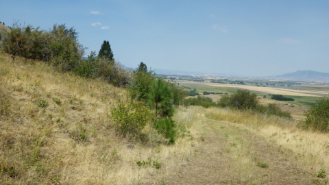 Foothill to Bushnell Meadow Climb