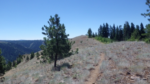 This prominent point with a cairn marks the beginning of the steeper downhill to the forks. 