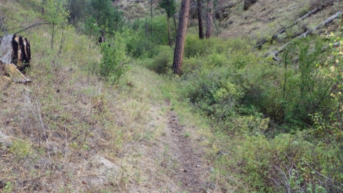 The trail has a promising start from Swamp Creek