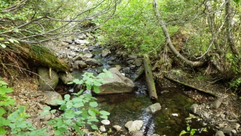 Lookingglass Creek
