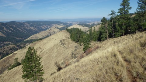 Cougar Ridge Trail #1668 - Wallowa Mountains, Minam, Oregon