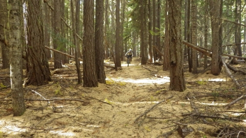 Fun flow in the old growth. Golden carpet provided by the Tamarack needles in late fall. 