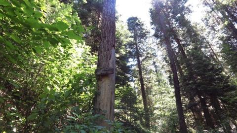 One lonely sign halfway up the trail says 