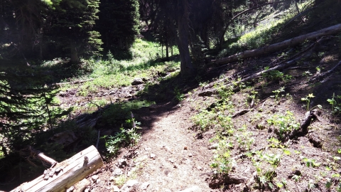 One of the crossings of Little Bear Creek up higher.