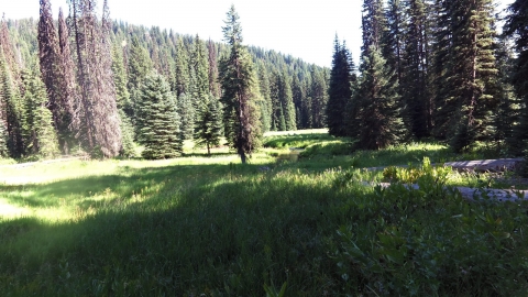 Catherine Creek entering the meadow.