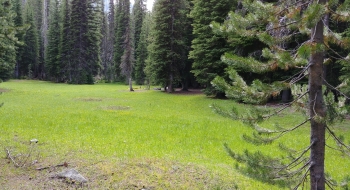 Camping spots available in the meadow near Copper Creek TH
