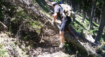 Plan on some trees across the trail.