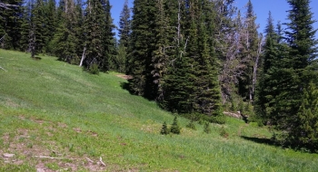 Lush grass around the lake.