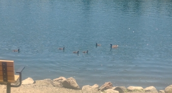 Ducks and geese are common in the lake