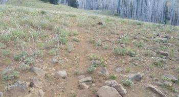 Trail near the top of the meadow.