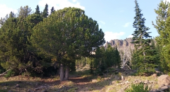 Beautiful white bark pine with the trail going right under it. 