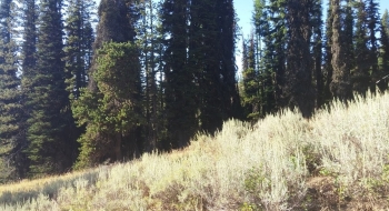 The trail enters the woods straight ahead in this picture, weaving through sagebrush.