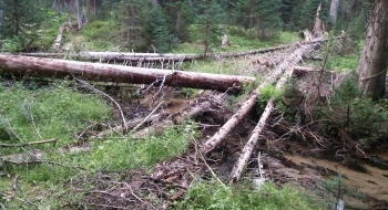 Convenient logs across South Fork Catherine Creek.