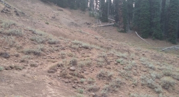 Trail comes into a nice sandy open area right away. 