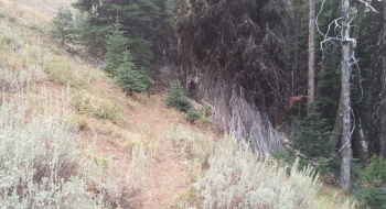 Trail emerges into a glade of sagebrush.