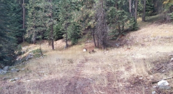 The trail comes off the mountain straight ahead (where the white rock is in the middle of the picture).