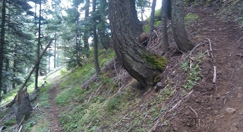 A switchback near the top.
