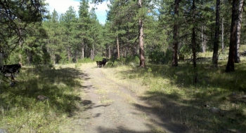 The locals on the trail.