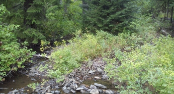 Five Points Creek late in the summer.