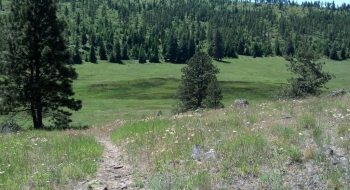 Bushnell Meadow