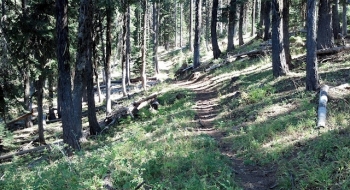 The trail gets dense.