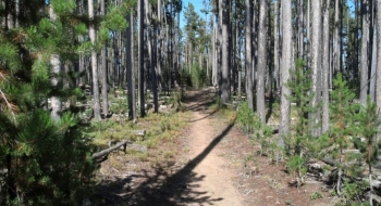 The tamaracks are beautiful on the Boulevard Trail.