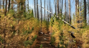 Tamaracks, yellow in early October.