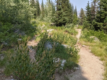 Bench Canyon Trail intersection