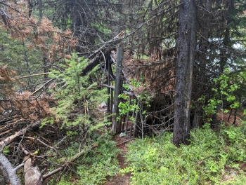 Remnants of the area's gold mining history (mid 1800s-1960s?)