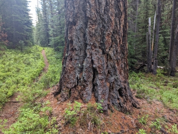 Old growth ponderosa pines