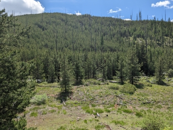 3 miles in you reach a meadow