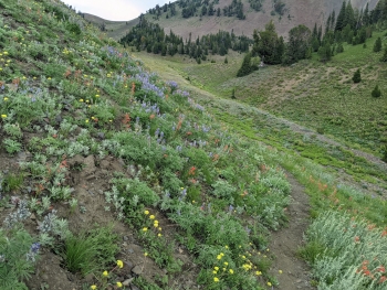 Wildflowers down the early stretch of the upper trail. 