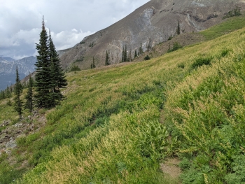 Vegetation on the slopes. 