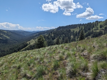 View of the Wallowas to the south, from Starvation Ridge