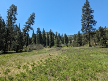 A nice flat area between Swamp and Davis creeks at the very bottom of Starvation Ridge.