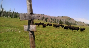 The trailhead sign to look below the meadow. Sugarloaf Mountain in the background.