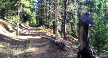 Trail heads left off the old road. 